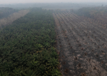 54% Lahan Bekas Terbakar Kini Jadi Kebun Sawit dan Akasia