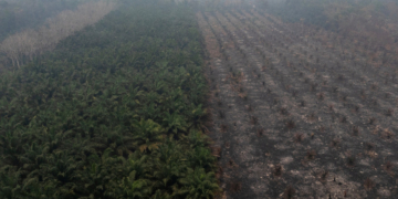 54% Lahan Bekas Terbakar Kini Jadi Kebun Sawit dan Akasia