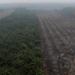 54% Lahan Bekas Terbakar Kini Jadi Kebun Sawit dan Akasia